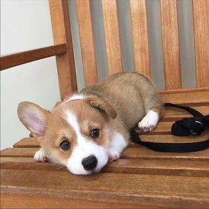 Meet your Posher, Boyee